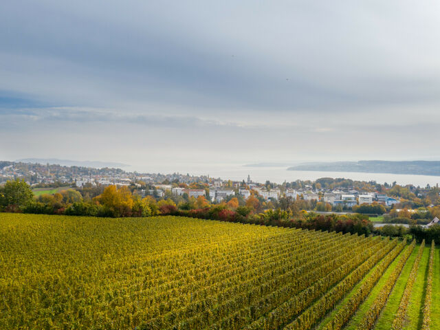 Herbstlich gefärbte Weinhänge mit Blick auf die Stadt Überlingen und den Bodensee.