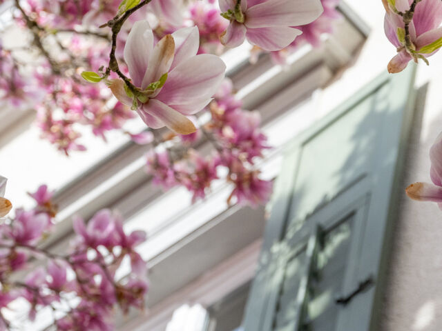 Pink-Weiße Magnolienblüte vor einer Hausfassade
